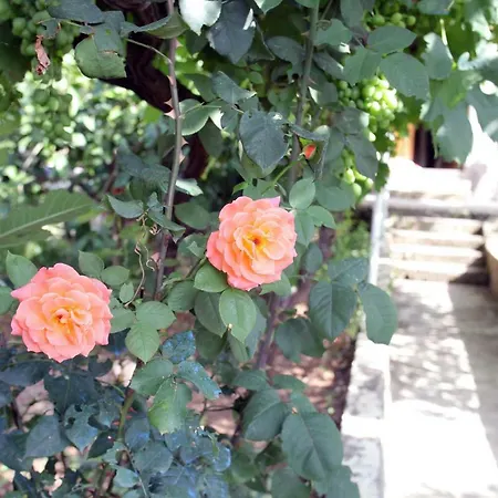 Feme 게스트하우스 3*